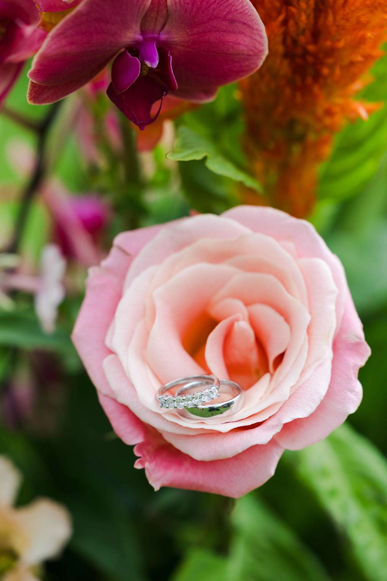 A pale pink rose with a diamond engagement ring resting in its petals.