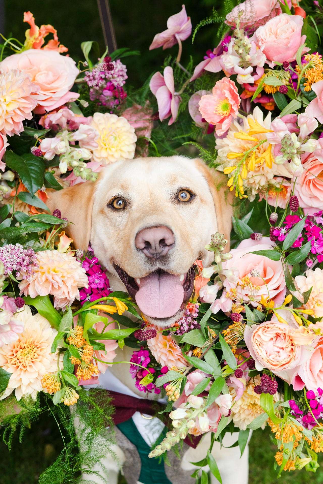 A yellow Labrador retriever wearing a vibrant flower wreath of pink, peach, and yellow blooms.