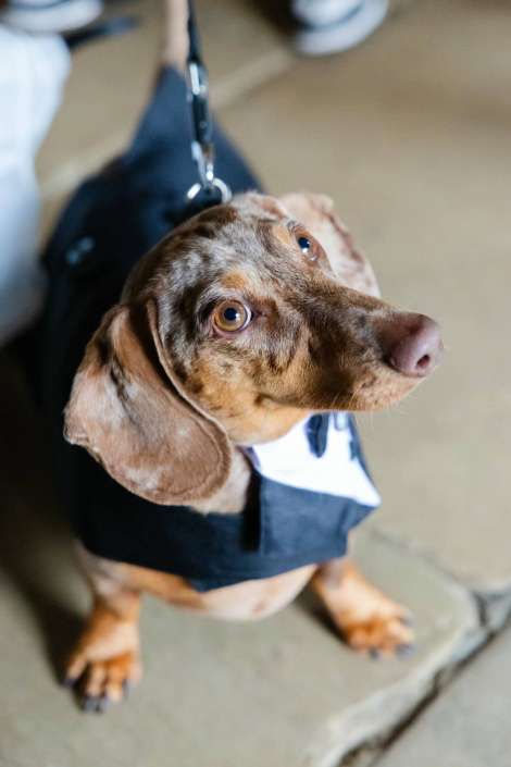 dappled dachshund looking up A dapple dachshund on a leash looks up with wide amber eyes.