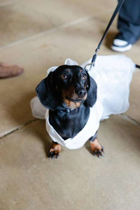 dachshund wearing white coat A black and tan dachshund wearing a white garment on a leash, looking up.