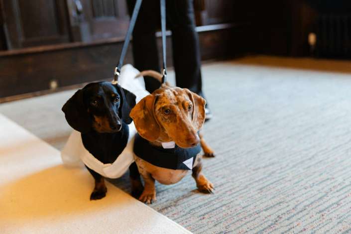 two dachshunds on leashes Two dachshunds on leashes indoors, one black and tan and the other light brown brindle, looking toward the camera.